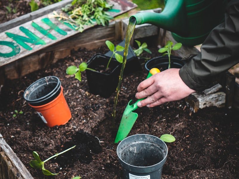 Gloved hands planting seedlings in a garden bed